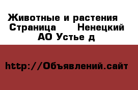  Животные и растения - Страница 10 . Ненецкий АО,Устье д.